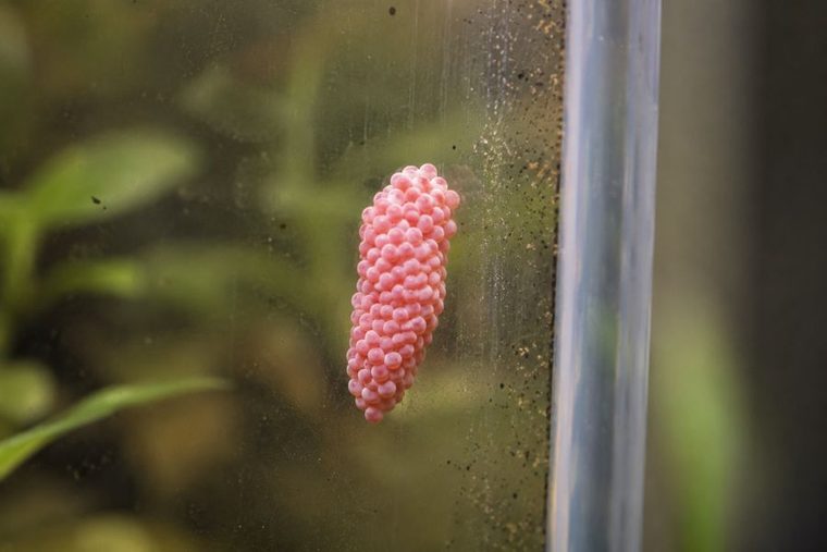 Rosa Eigelege einer Apfelschnecke oberhalb der Wasserlinie an der Scheibe