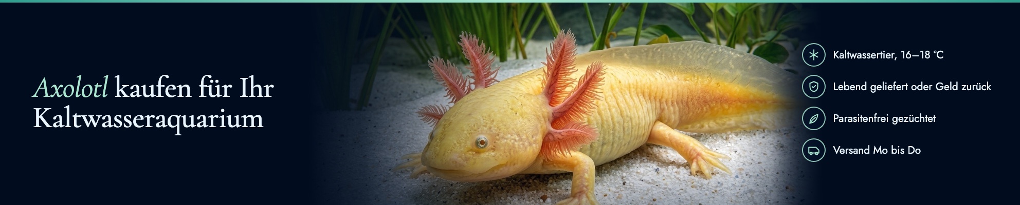 Axolotl kaufen für Ihr Kaltwasseraquarium: Golden Albino Axolotl, lebend geliefert