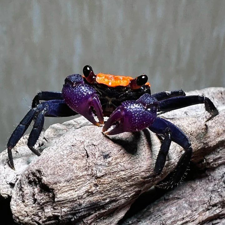 Black Leg Vampirkrabbe (Geosesarma sp.)