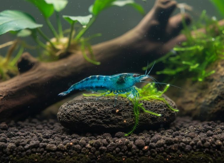 Neocaridina Garnelen in einem bepflanzten Aquarium — rote, gelbe und blaue Garnelen zwischen Moos und Wurzelholz
