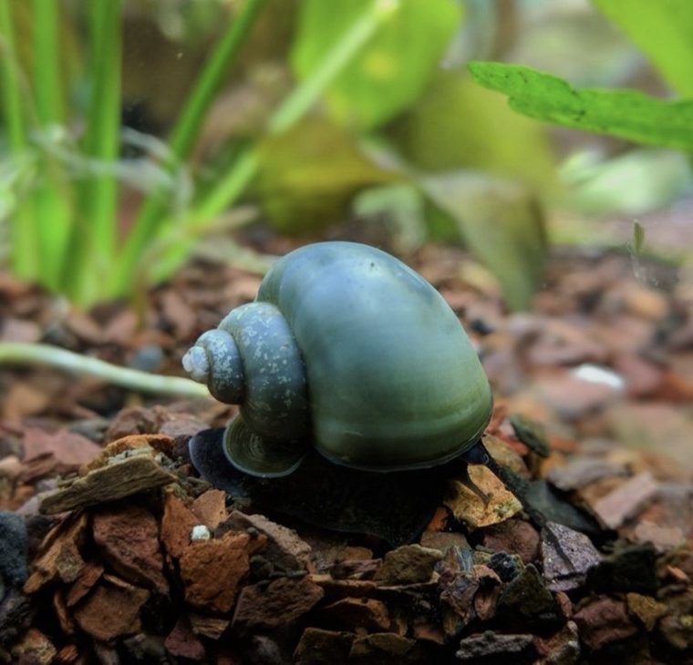Blaue Apfelschnecke