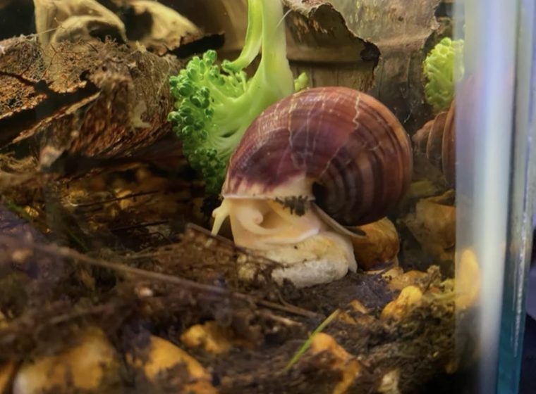 Braune Apfelschnecke