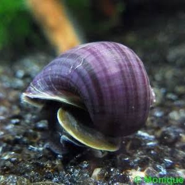Dunkelviolette Apfelschnecke (Pomacea bridgesii) mit auberginefarbenem Gehäuse