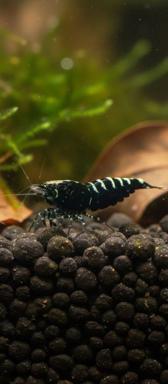 Galaxy Fishbone Black Garnele — Caridina cantonensis