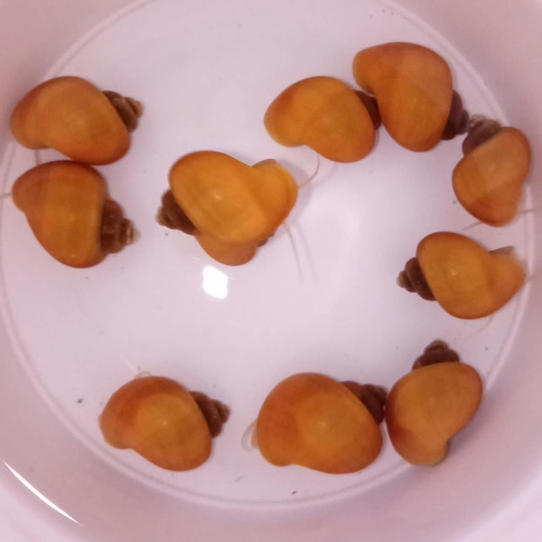Junge gelbe Apfelschnecken zusammen in einer Schale