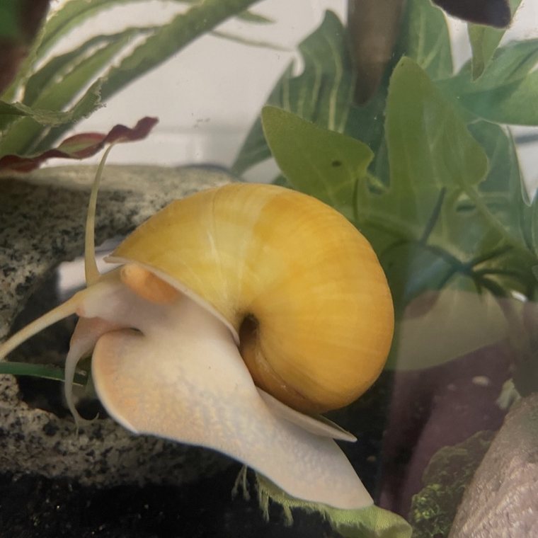Gelbe Apfelschnecke