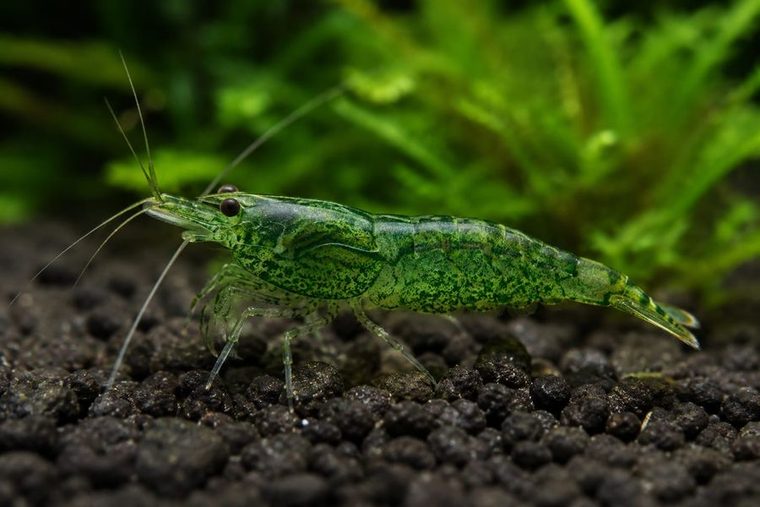 Green Jade Garnele — Neocaridina davidi