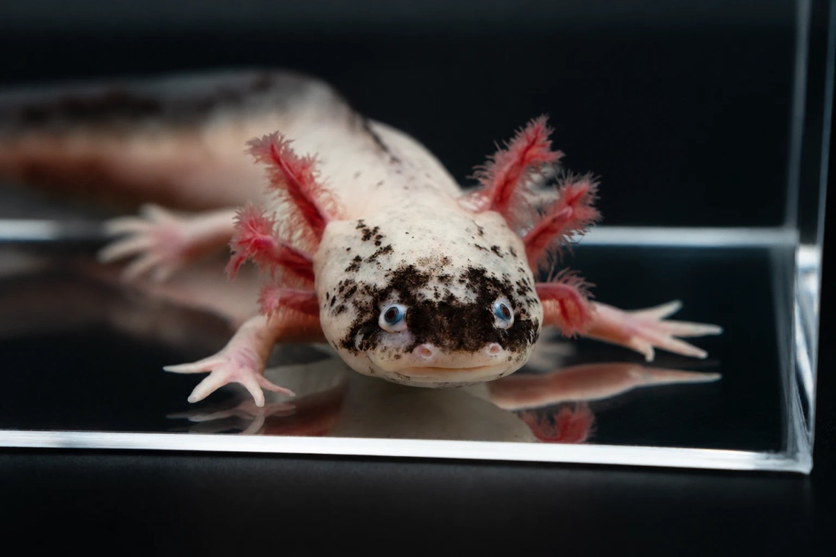 Leucistic Axolotl (Ambystoma mexicanum), cremeweiß mit dunklen Sprenkeln am Kopf und rosa Kiemen