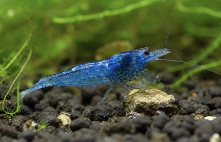 Neocaridina Garnele Blau (Neocaridina davidi)