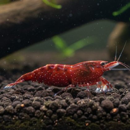 Red Cherry Garnele (Neocaridina davidi)