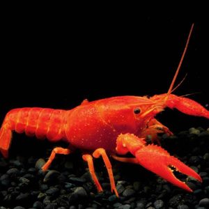 Neon Orange Krebs (Cherax sp.)