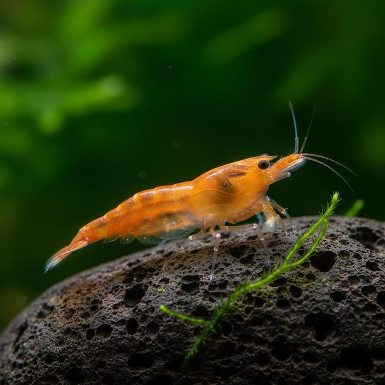 Orange Rili Garnele (Neocaridina davidi)
