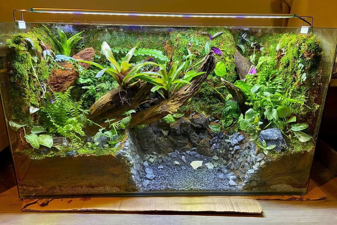 Paludarium für Vampirkrabben mit Moos, Farnen, Wurzeln und einem Kiesboden mit flachem Wasser