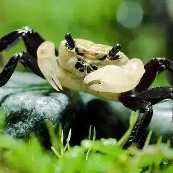 Panda Vampirkrabbe (Geosesarma sp.)