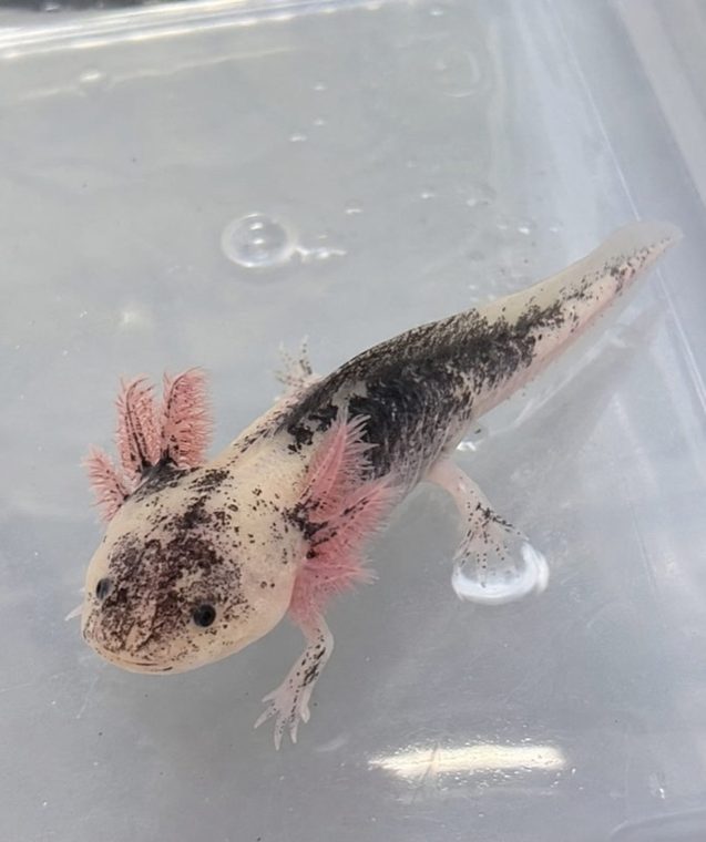 Piebald Axolotl (Ambystoma mexicanum), cremeweiß mit dunklen Flecken