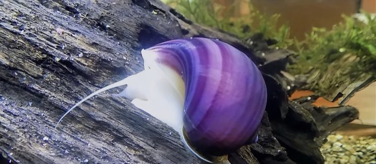 Apfelschnecke (Pomacea bridgesii) auf Wurzelholz im Aquarium