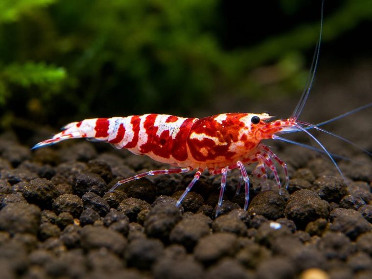 Red Fancy Tiger Garnele (Caridina cantonensis)