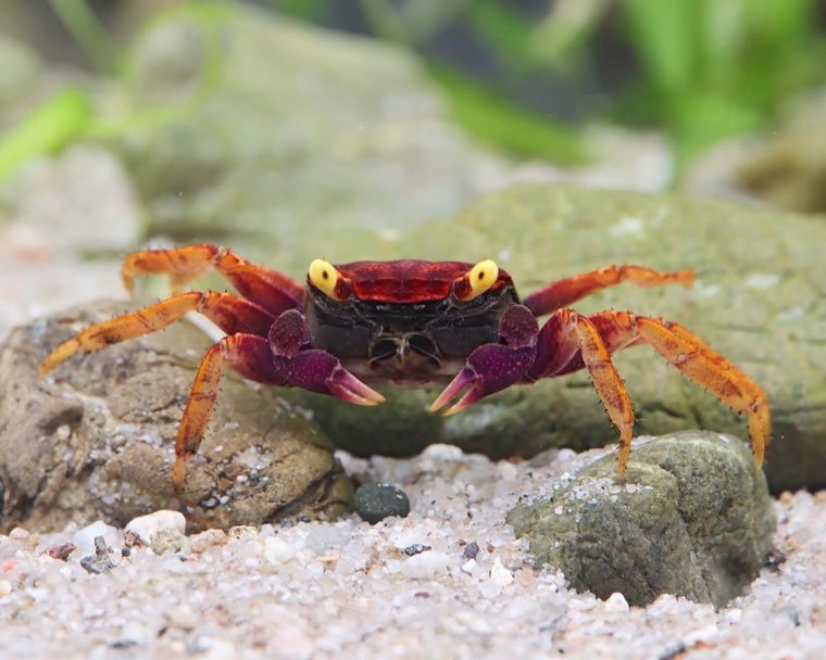 Volcano Vampirkrabbe (Geosesarma sp.)