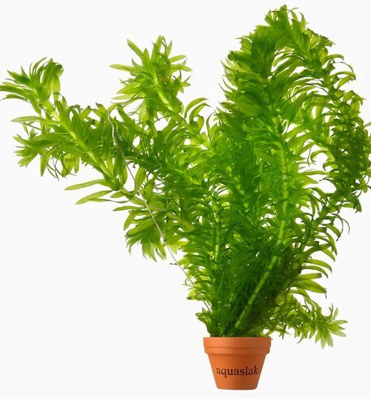 Wasserpest (Egeria densa)