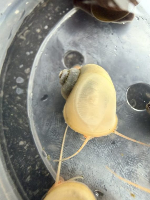 Weiße Apfelschnecke